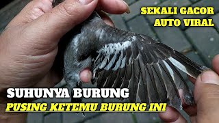 IF YOU GIVE 1 MILLION, YOU TELL THIS BIRD TO SING, IT'S NOT NECESSARILY GOING TO SING.