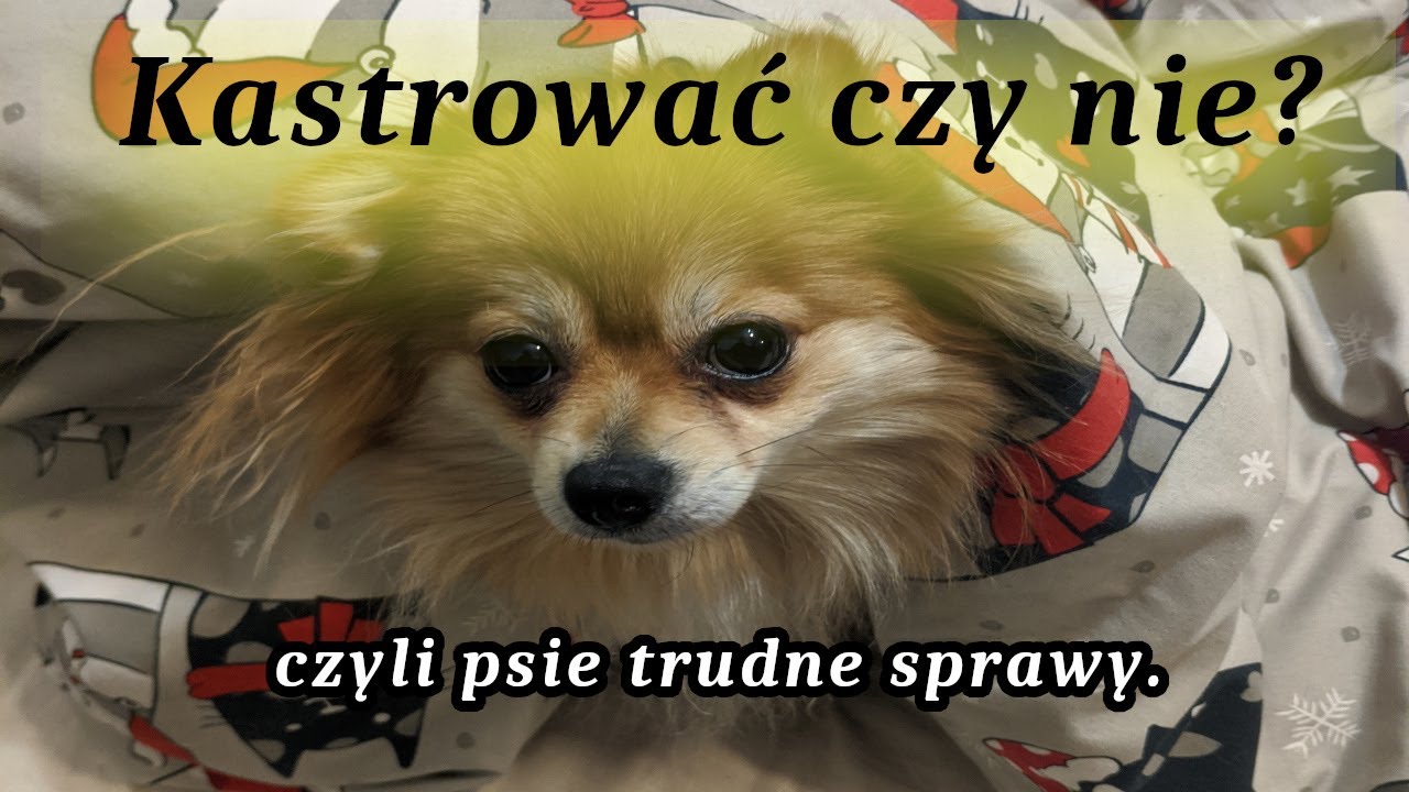 Сложные вопросы, касающиеся собак - кастрация