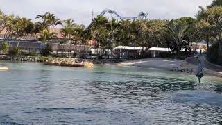 Sea World Dolphine3