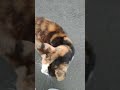 Cute cat of the neighborhood