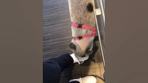 Ginger the mini pig is impatient when it comes to ...