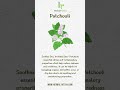Patchouli Patchouli