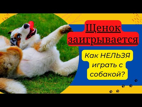 Щенок заигрывается. Как нельзя играть с собакой?