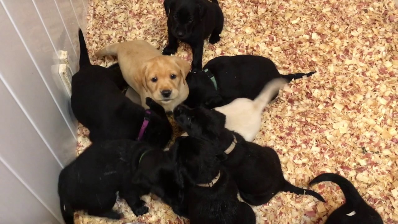 Bristol 5weekold British Labrador Puppies YouTube