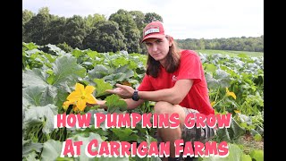 How Pumpkins Grow at Carrigan Farms | A Fun and Educational Video on Pollination and Photosynthesis