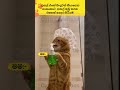 මට නාන්න දීපං යකෝ 🤣🤣cat#funnyanimals#funny#cute#srilanka#shorts#short#trendingshorts#lankan#cats
