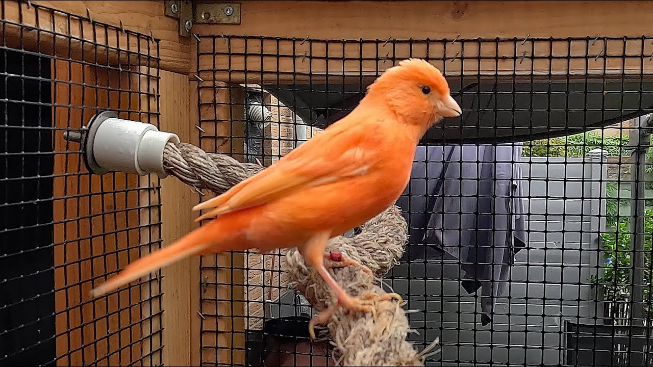 My Aviary, part 43, Mijn Volière, New Canary and Saint Helena Faizants are making a nest