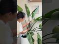 Plant Hack Helping My Bird Of Paradise Leaf Unfurl Planthack Planttips Plant Hack Helping My Bird Of Paradise Leaf Unfurl Planthack Planttips