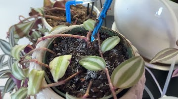 Beday Automatic Plant Waterer Self Watering System For Indoor Plants