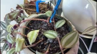 Beday Automatic Plant Waterer Self Watering System For Indoor Plants