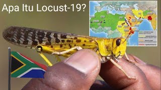 Apa Itu Wabah Locust-19 Yang Sekarang Menyerang Afrika Timur? Wabah Baru Yang Berbahaya Di Afrika