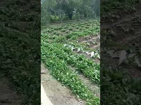 Farm 🚜 Life