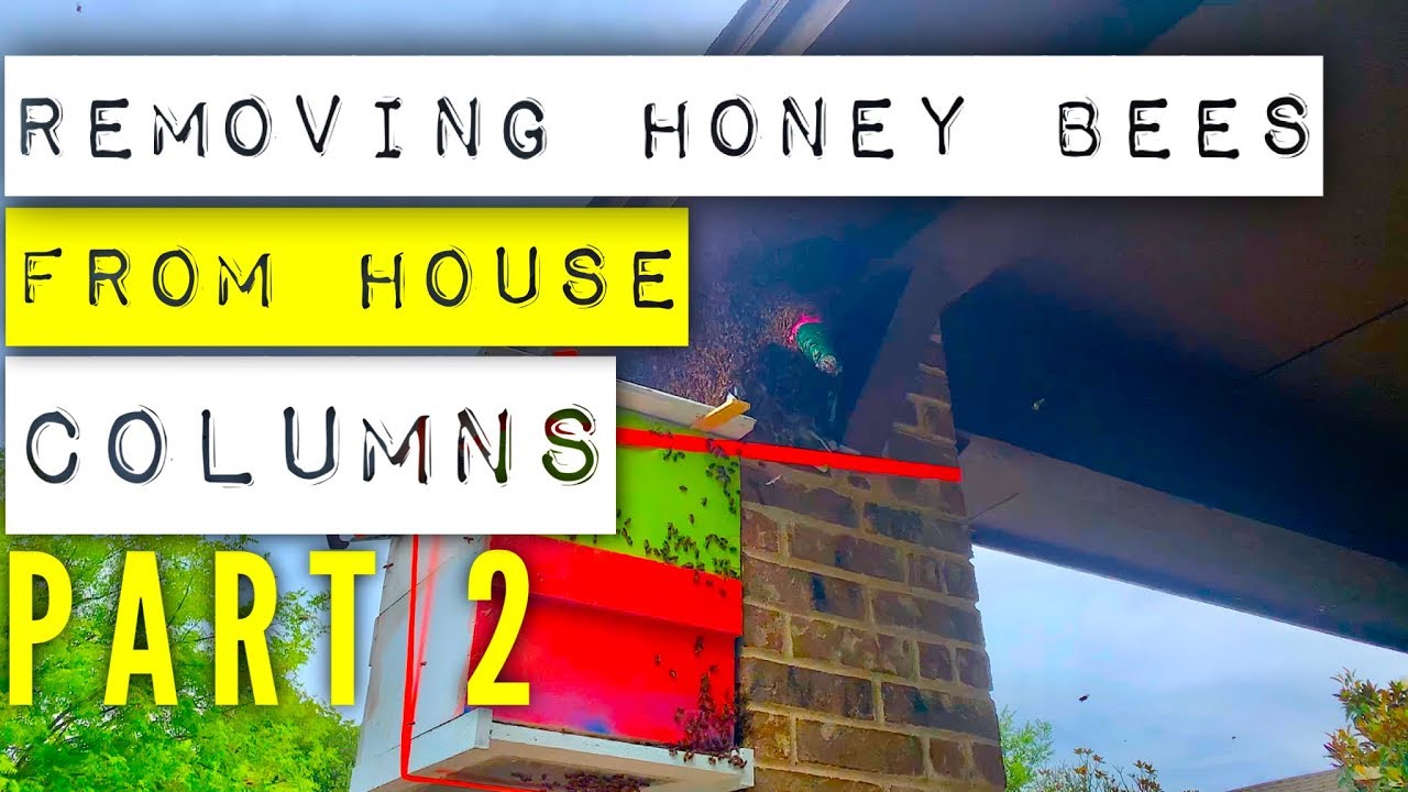 Column Bee Removing Honey Bees From House Columns Part 2 - YouTube