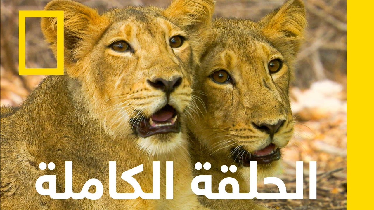 Secrets of Wild India  Ep 3 Desert Lions
 - نشر قبل 9 دقيقة
