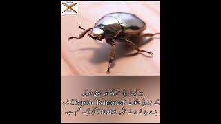 Creation Of ALLAH/ #Kamyab zindagi