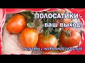 Полосатые томаты. Стоит ли сажать томаты с полосатой расцветкой?