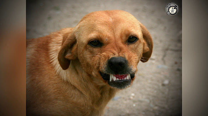 🐶ANGRY DOGS BARKING sound effect｜Make your Cat or Dog Go Crazy