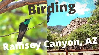 Birding Ramsey Canyon in Sierra Vista, AZ. 2 Lifers and much more!