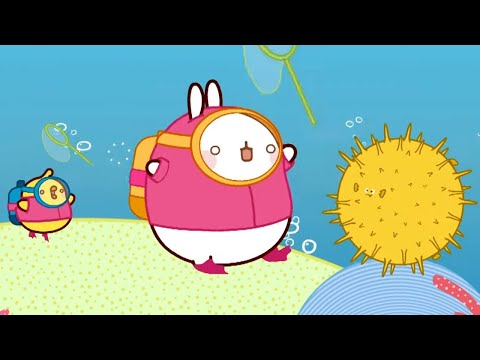 Le Poisson d'Or🐡| Dessins animés pour enfants | Molang Français