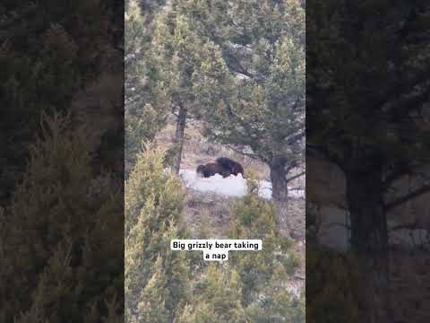 Big grizzly bear in Yellowstone National Park #grizzlybear #yellowstone #wildlife