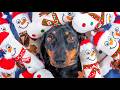 Sharing is caring! Cute & funny dachshund dog video! の動画、YouTube動画。