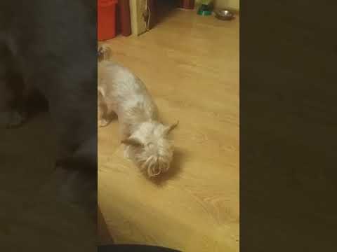 Пожиратель мандаринов #мандарины#туз#собака#йоркширскийтерьер