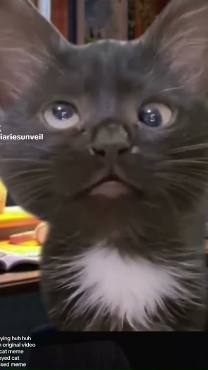 Black cat saying arghh arghh huh