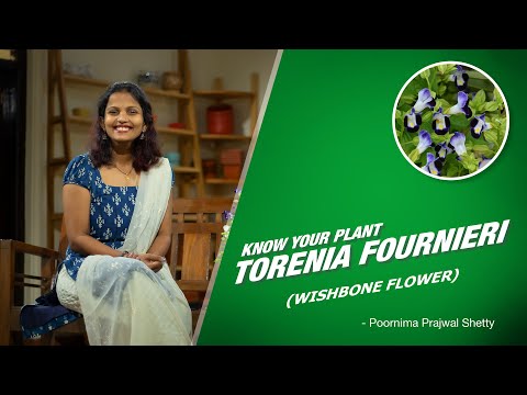 OurBalconyGarden - Know about Torenia fournieri (Wishbone Flower or BlueWings Flower) Plant
