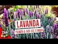 LAVANDA CUIDADOS: RIEGO CULTIVO PODAR