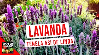 Lavanda Cuidados Riego Cultivo Podar