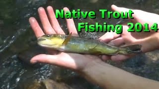 Native trout fishing in PA 2014