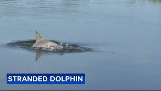 Residents concerned about dolphin stuck for days in small South Jersey creek