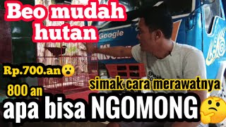 cara merawat burung beo liar supaya cepat bicara