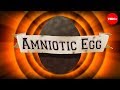 The game-changing amniotic egg - April Tucker