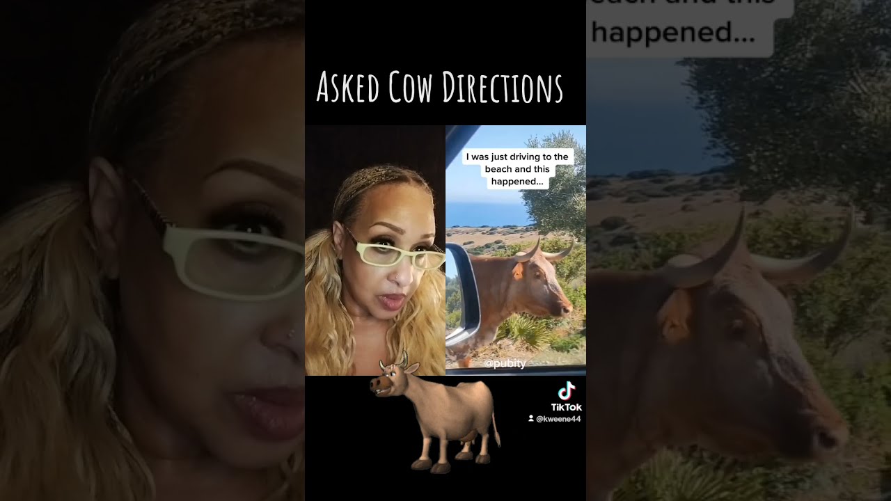 Cow Gives Directions
