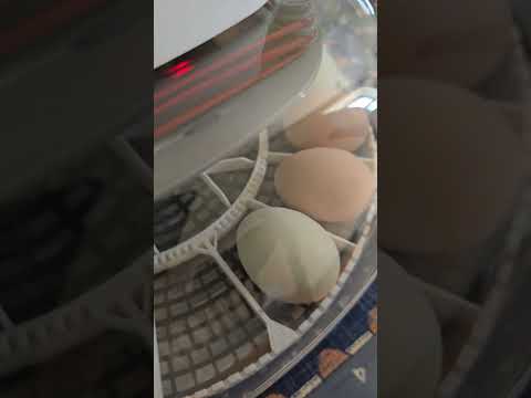 Инкубатор 🐣 #florida #incubator #chickens #флорида #инкубатор #цыплята #куры #ферма #хозяйство
