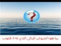 ما هو الحيوان المائي الذي له 3 قلوب