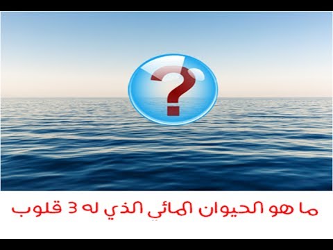 ما هو الحيوان المائي الذي له 3 قلوب Youtube