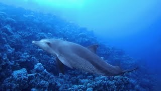 Diving in Sharm El Naga 2018