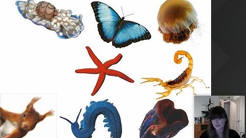 Chronicles of Charnia: an introduction to one of the oldest fossil animals with Dr Frankie Dunn