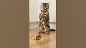 Shocking! 😱😱 The cat sets a trap and waits in silence #shorts #tabbycat #trap