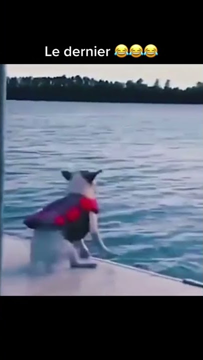 short video drole tiktok