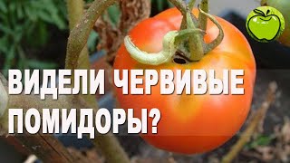 видео: Совка - нежданный вредитель на огороде или  почему помидоры червивые картинка: Совка - нежданный вредитель на огороде или  почему помидоры червивые