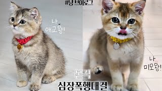 심장에 해로운 아기고양이 두마리ㅣ동물병원 첫방문!ㅣ고양이 목에 방울달기ㅣ본격 무릎냥