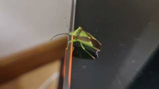 UNEXPECTED INTRUDER. Bizarre and rare Hawthorn Shield Bug flew onto our Air BnB, Wigtown (30.8.2025)
