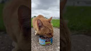 ASMR One-Eyed Stray Cat Eats Yummy Food ❤️ #cat