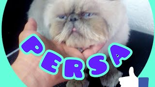 Nos trajeron a arreglar un gato persa