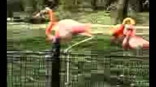 Crazy Flamingo