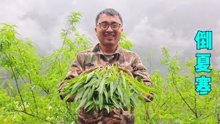 In summer  Hunan mountain also experienced the cold of winter. dongbao picked a basket of wild vege