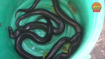 ĐI GIĂNG LƯỚI CÁ BẰNG XUỒNG VÀ CÁI KẾT II VỀ CÀ MAU PHẦN 2 II  XUÔI NGƯỢC MIỀN TÂY